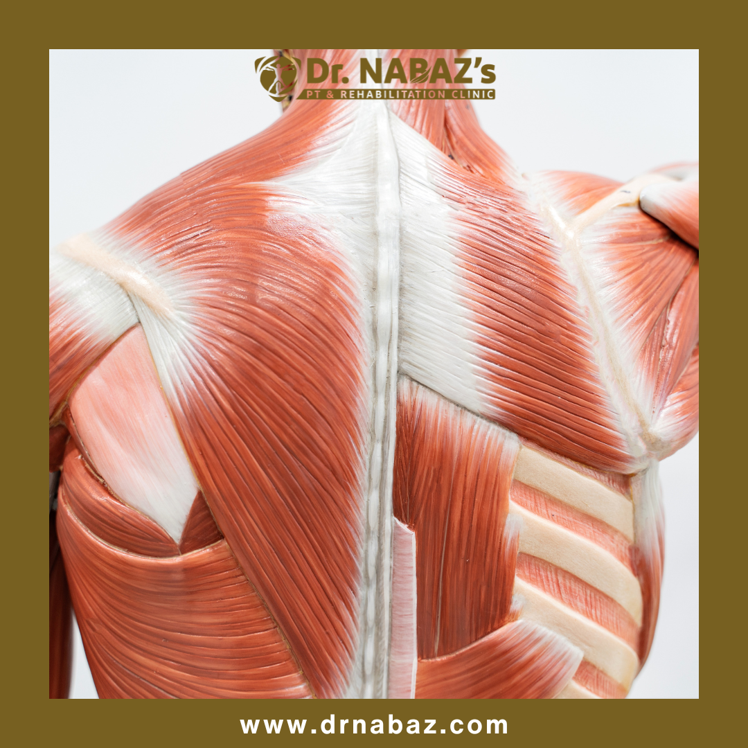 <a href='https://www.drnabaz.com/services/review/2' class='text-info'  >Musculoskeletal Physiotherapy</a>